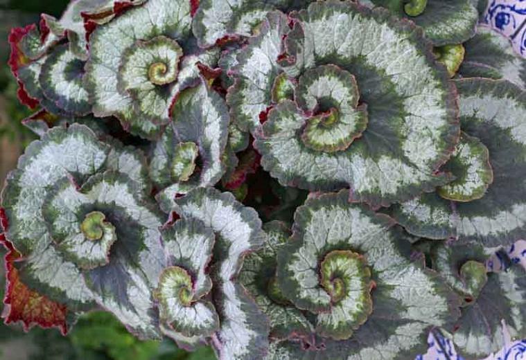 Begonia Escargot, Rex Begonias, Summer Perennials, shade plants, Shade flowers, shade loving flowers, Silver Leaves, Bicolor Leaves